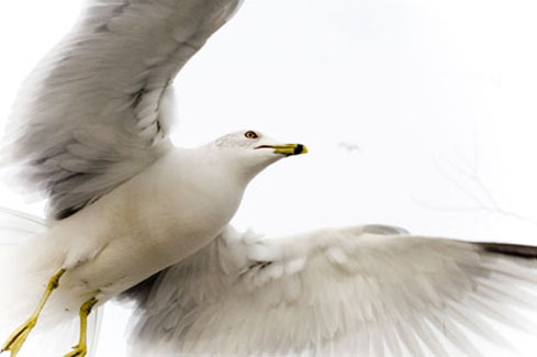 seagull
