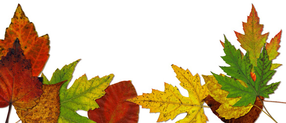 autumn leaves