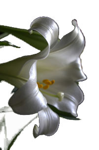 lily