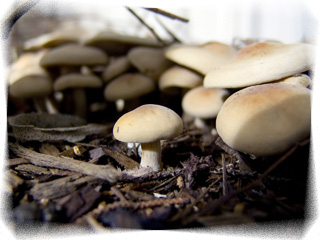 mushrooms