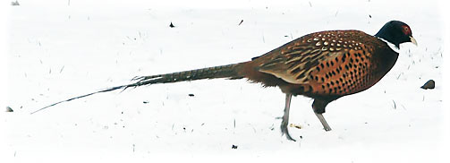 pheasant